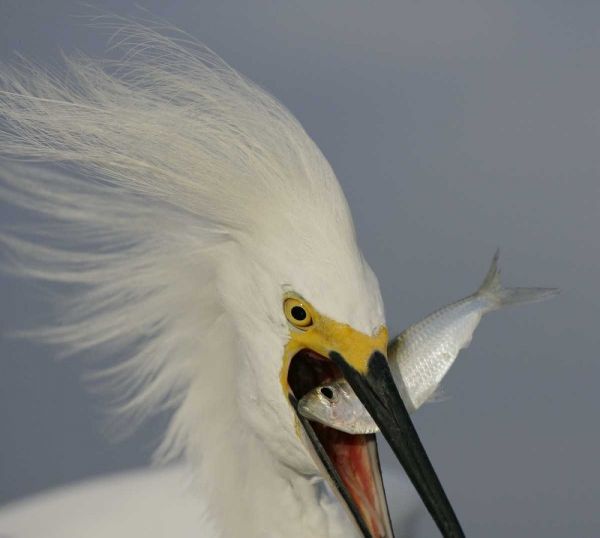 FL, Sanibel Head Snowy egret swallowing baitfish
